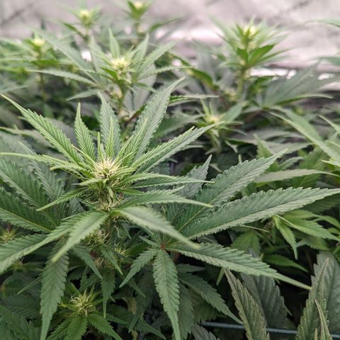 Baked Bomb growlog photo: Day 21 Week 3 Flower