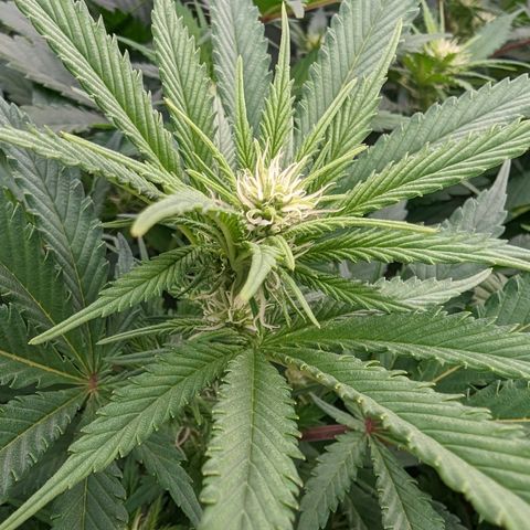 Baked Bomb growlog photo: Day 21 Week 3 Flower