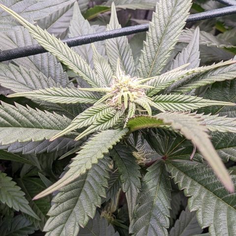 Mimosa Evo growlog photo: Day 21 Week 3 Flower