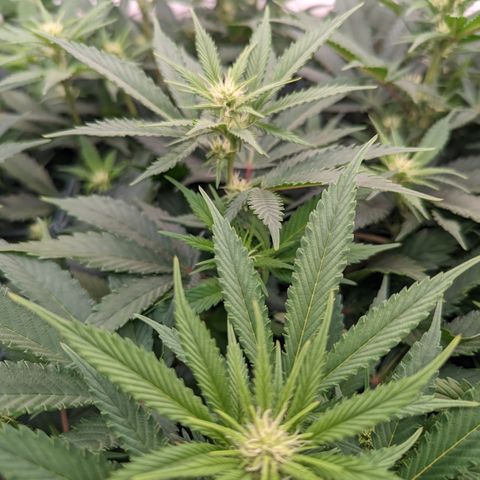 Baked Bomb growlog photo: Day 21 Week 3 Flower