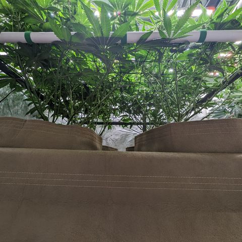 Mimosa Evo growlog photo: Day 21 Week 3 Flower