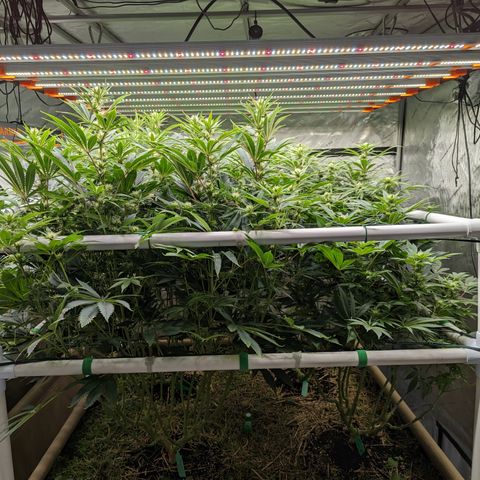 Mimosa Evo growlog timeline photo