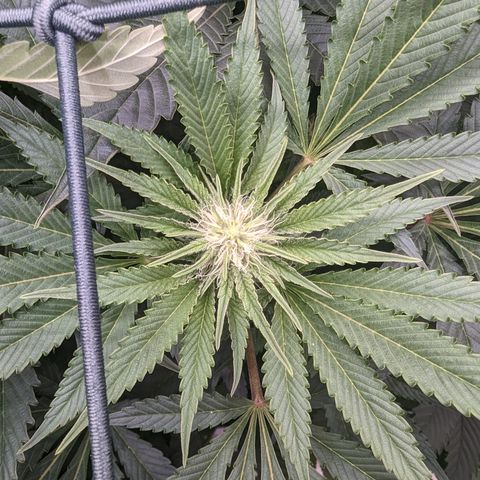 Mimosa Evo growlog photo: Random shots Day 24 Flower