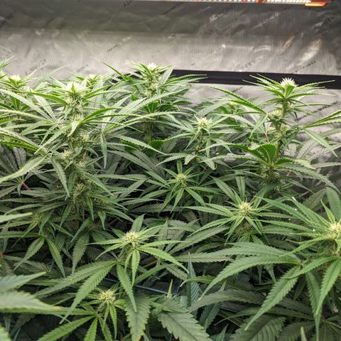 Mimosa Evo growlog timeline photo