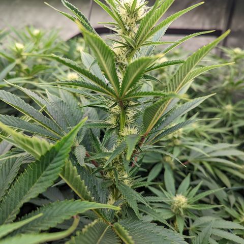 Mimosa Evo growlog photo: Random shots Day 24 Flower