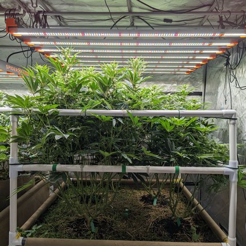 Mimosa Evo growlog timeline photo