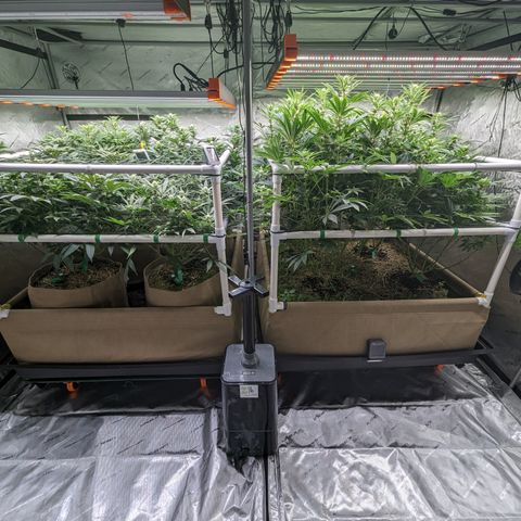 Mimosa Evo growlog timeline photo