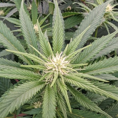 Mimosa Evo growlog photo: Random shots Day 24 Flower