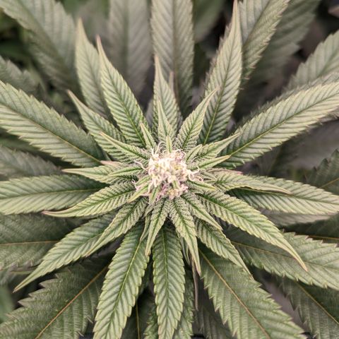 Mimosa Evo growlog photo: Random shots Day 24 Flower