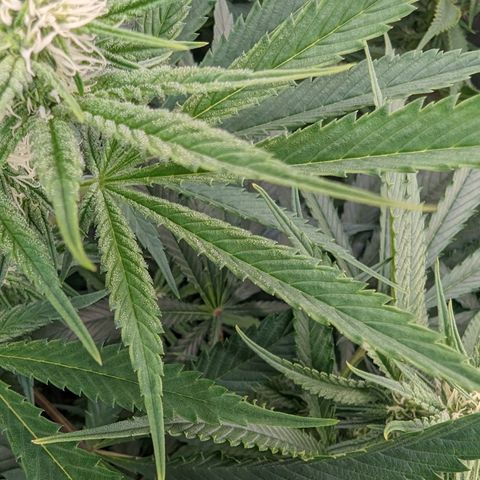 Mimosa Evo growlog timeline photo