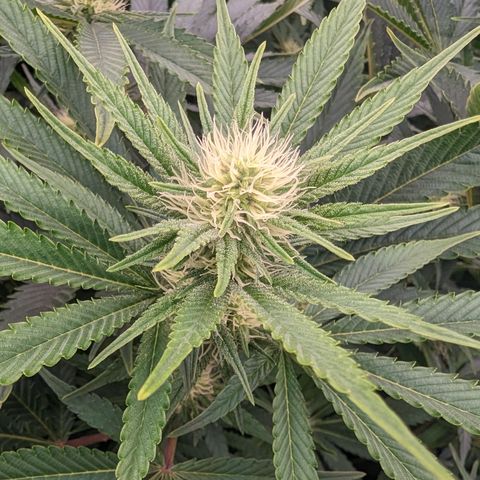 Mimosa Evo growlog photo: Random shots Day 24 Flower