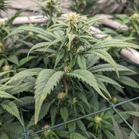 Mimosa Evo growlog photo: Random shots Day 24 Flower