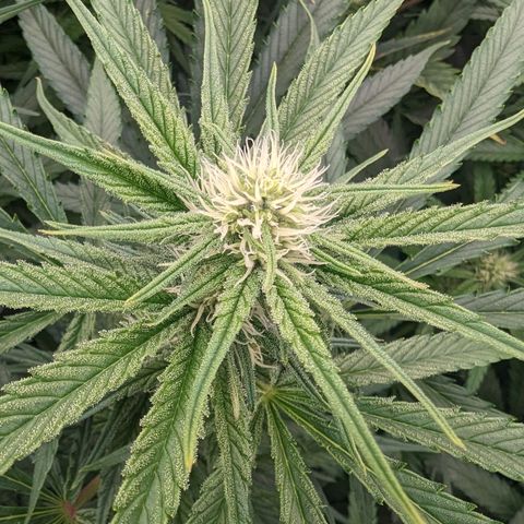 Mimosa Evo growlog photo: Random shots Day 24 Flower