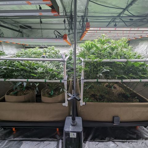 Mimosa Evo growlog timeline photo