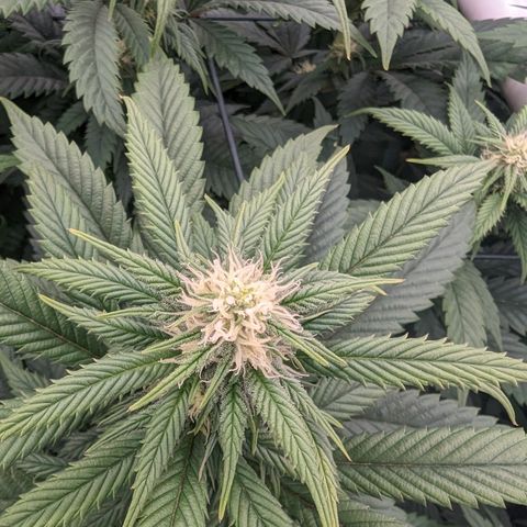 Mimosa Evo growlog photo: Random shots Day 24 Flower
