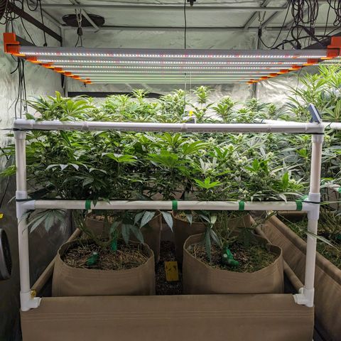 Mimosa Evo growlog timeline photo