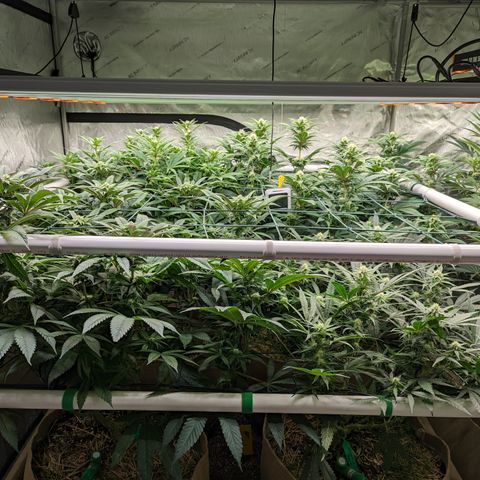Mimosa Evo growlog timeline photo