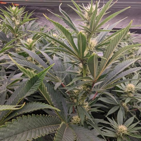 Mimosa Evo growlog photo: Random shots Day 24 Flower