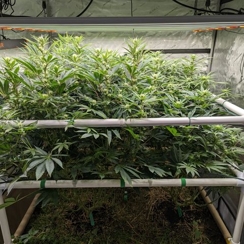 Mimosa Evo growlog timeline photo