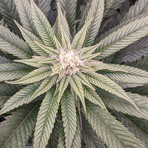 Mimosa Evo growlog photo: Random shots Day 24 Flower