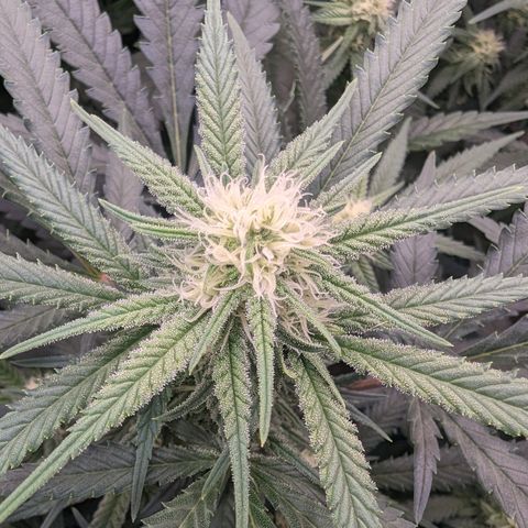 Mimosa Evo growlog photo: Random shots Day 24 Flower