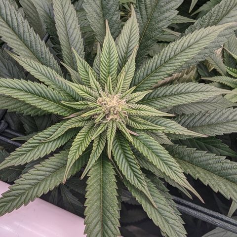 Mimosa Evo growlog photo: Random shots Day 24 Flower