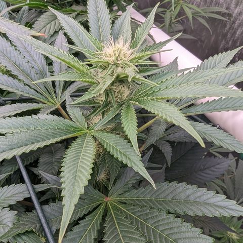 Mimosa Evo growlog photo: Random shots Day 24 Flower