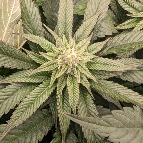 Mimosa Evo growlog photo: Day 27 Flower
