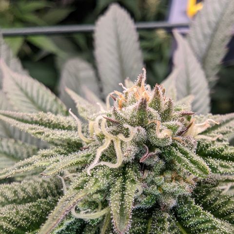 Mimosa Evo growlog photo: Day 27 Flower
