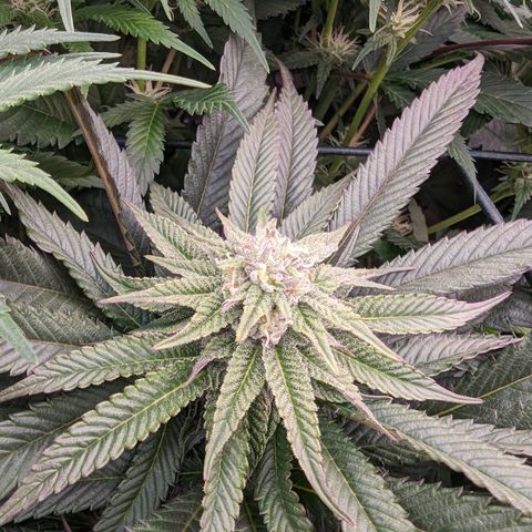 Mimosa Evo growlog photo: Day 27 Flower