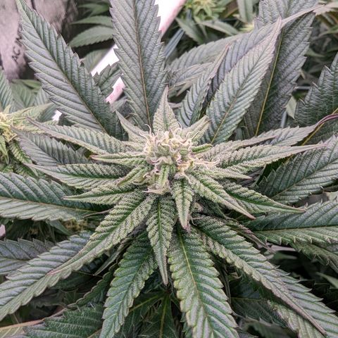 Mimosa Evo growlog photo: Day 27 Flower