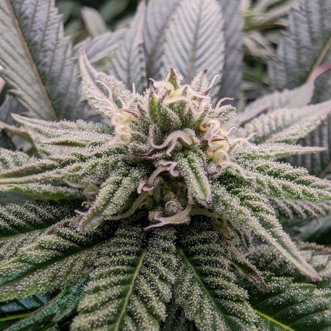 Mimosa Evo growlog photo: Day 27 Flower