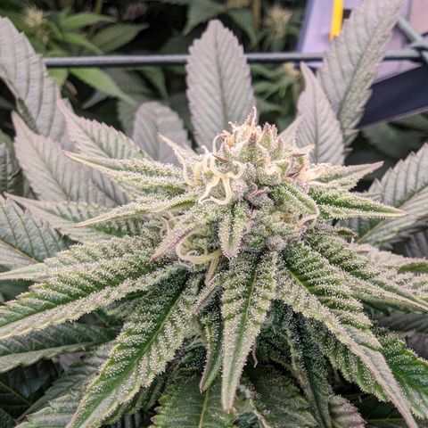 Mimosa Evo growlog photo: Day 27 Flower
