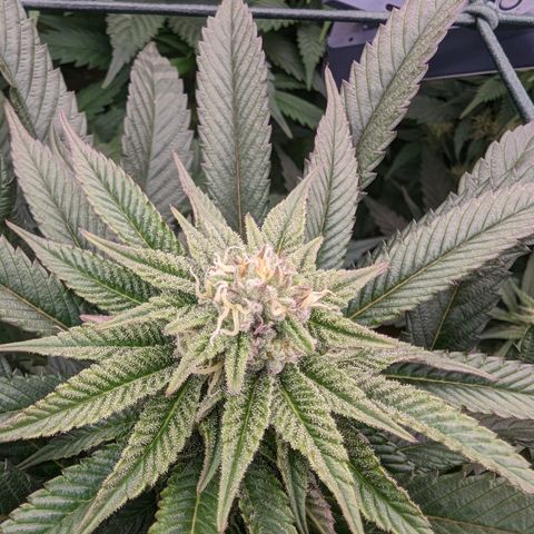 Mimosa Evo growlog photo: Day 27 Flower