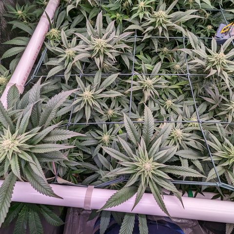 Mimosa Evo growlog photo: Day 27 Flower