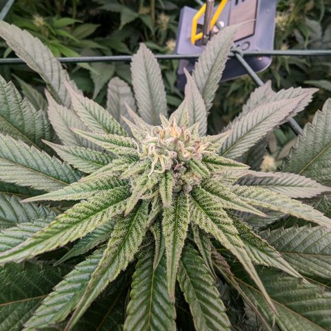 Mimosa Evo growlog photo: Day 27 Flower