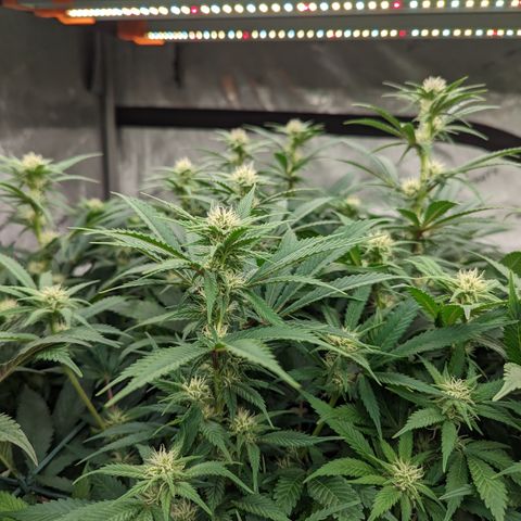 Baked Bomb growlog photo: Day 27 Flower