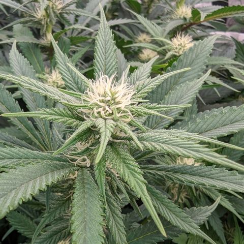 Baked Bomb growlog photo: Day 27 Flower