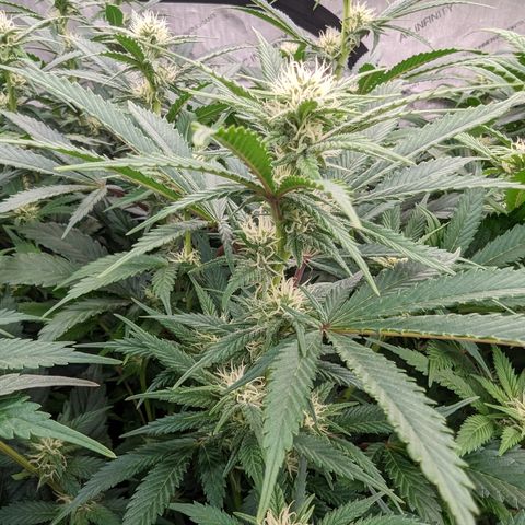 Baked Bomb growlog photo: Day 27 Flower