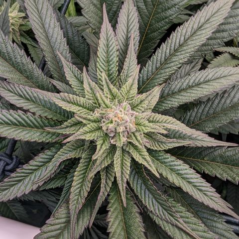 Mimosa Evo growlog photo: Day 29 Flower
