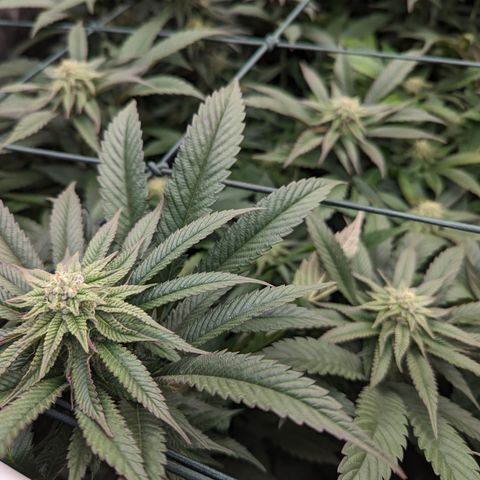Mimosa Evo growlog photo: Day 29 Flower