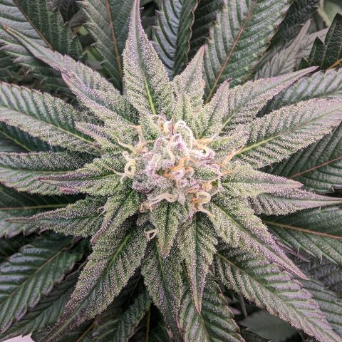 Mimosa Evo growlog photo: Day 30 Flower