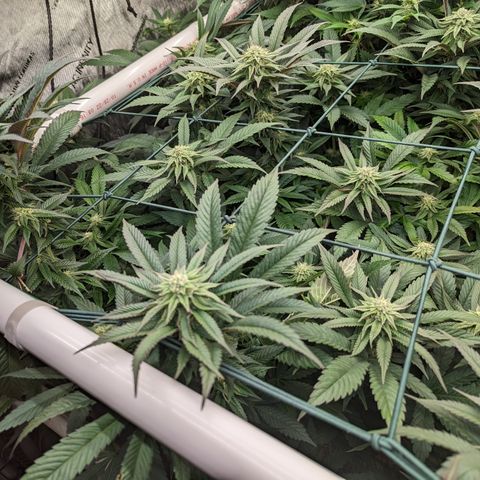 Mimosa Evo growlog photo: Day 29 Flower
