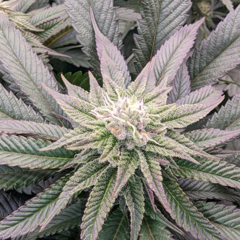 Mimosa Evo growlog photo: Day 29 Flower