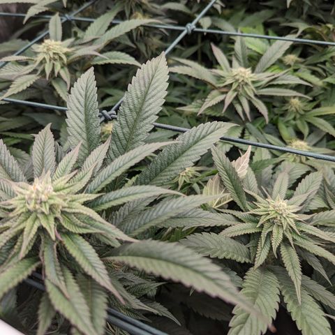 Mimosa Evo growlog photo: Day 29 Flower