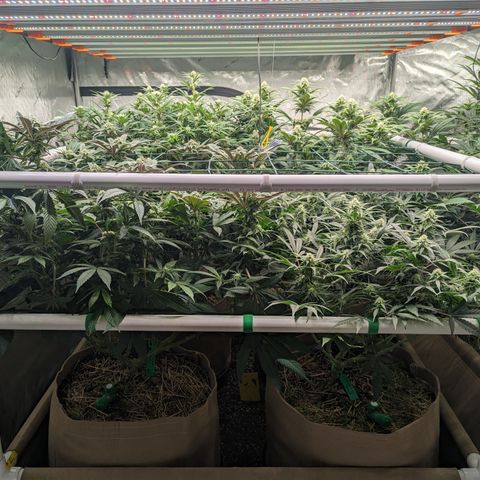 Mimosa Evo growlog timeline photo