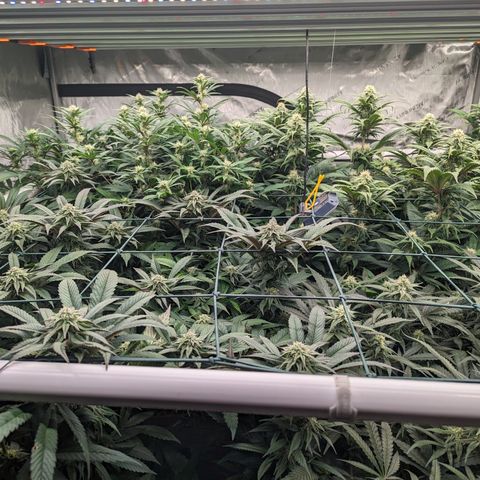 Mimosa Evo growlog timeline photo