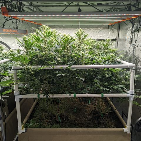 Mimosa Evo growlog photo: Day 30 Flower