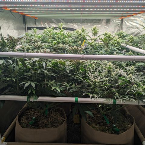 Mimosa Evo growlog timeline photo