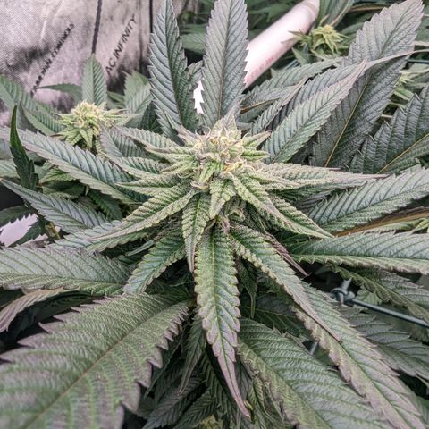 Mimosa Evo growlog photo: Day 29 Flower